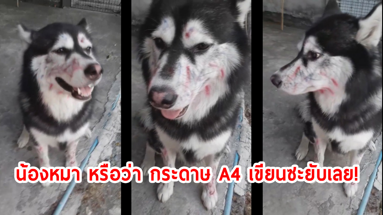 น้องหมา หรือว่า กระดาษ A4 เขียนซะยับเลย!